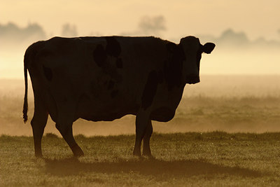 BUITEN BEELD Foto: 16345