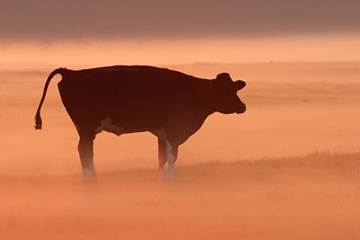 BUITEN BEELD Foto: 16346