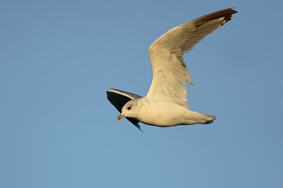 BUITEN BEELD Foto: 16364