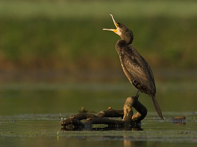 BUITEN BEELD Foto: 16372