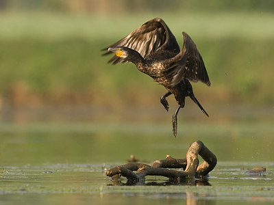 BUITEN BEELD Foto: 16373