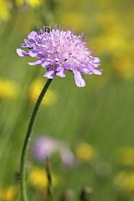 BUITEN BEELD Foto: 16389