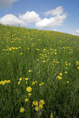 BUITEN BEELD Foto: 16418