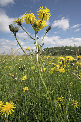 BUITEN BEELD Foto: 16419