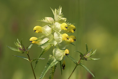 BUITEN BEELD Foto: 16424