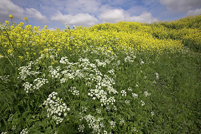 BUITEN BEELD Foto: 16445