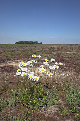 BUITEN BEELD Foto: 16454