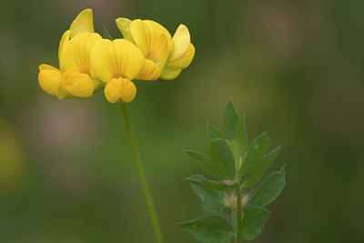 BUITEN BEELD Foto: 16463