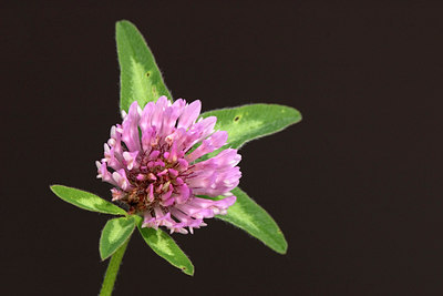 BUITEN BEELD Foto: 16470