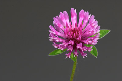 BUITEN BEELD Foto: 16472