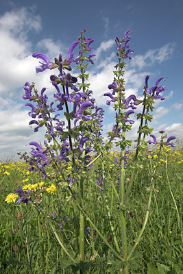 BUITEN BEELD Foto: 16485