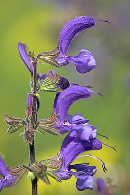 BUITEN BEELD Foto: 16489