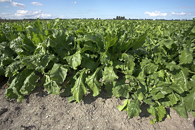 BUITEN BEELD Foto: 16492