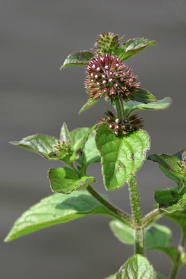 BUITEN BEELD Foto: 16502