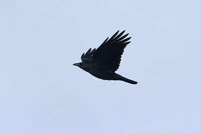 BUITEN BEELD Foto: 16503