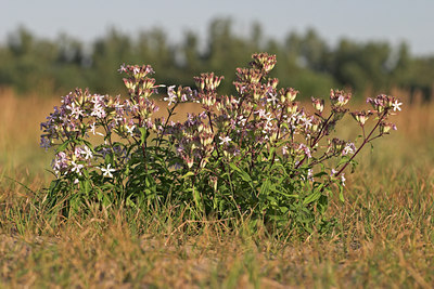 BUITEN BEELD Foto: 16508