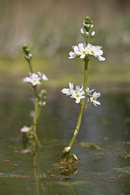 BUITEN BEELD Foto: 16509