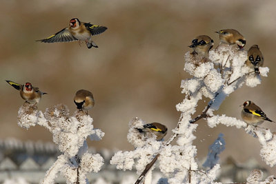 BUITEN BEELD Foto: 16514