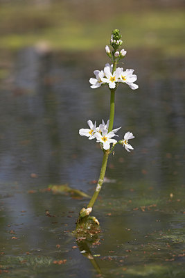 BUITEN BEELD Foto: 16521