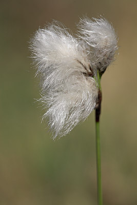 BUITEN BEELD Foto: 16531