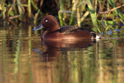 BUITEN BEELD Foto: 16535