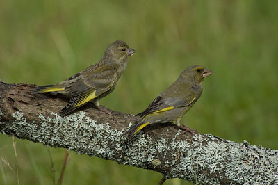 BUITEN BEELD Foto: 16537