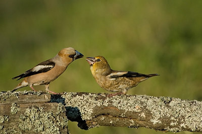 BUITEN BEELD Foto: 16550