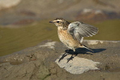 BUITEN BEELD Foto: 16552