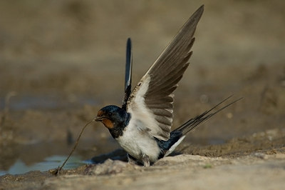 BUITEN BEELD Foto: 16554