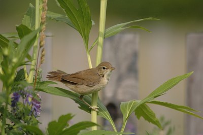 BUITEN BEELD Foto: 16556