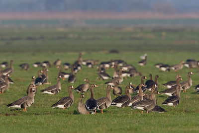 BUITEN BEELD Foto: 16608