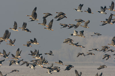 BUITEN BEELD Foto: 16610