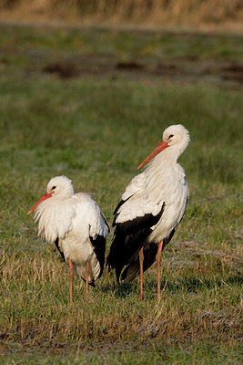 BUITEN BEELD Foto: 16612
