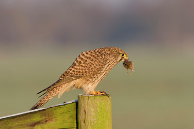 BUITEN BEELD Foto: 16615
