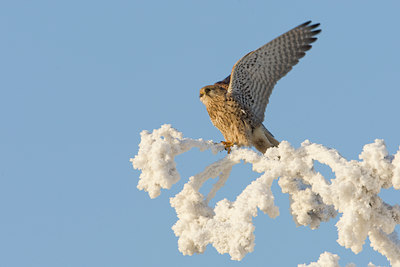 BUITEN BEELD Foto: 16617