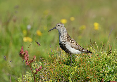 BUITEN BEELD Foto: 16738