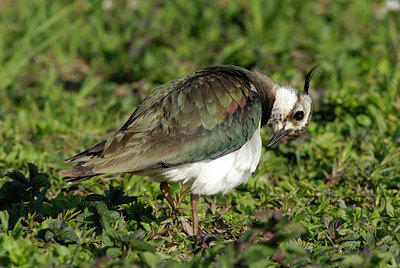 BUITEN BEELD Foto: 16747