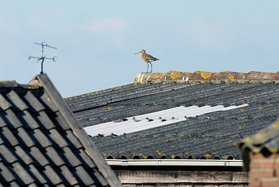 BUITEN BEELD Foto: 16748