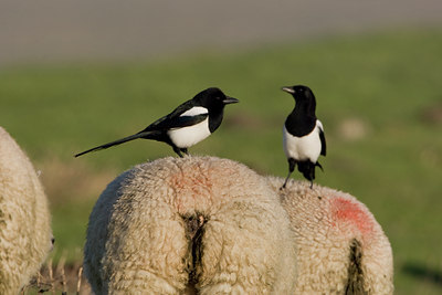 BUITEN BEELD Foto: 16753