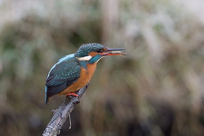 BUITEN BEELD Foto: 16763