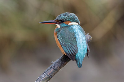 BUITEN BEELD Foto: 16766