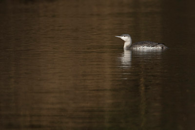 BUITEN BEELD Foto: 16799