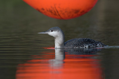 BUITEN BEELD Foto: 16804