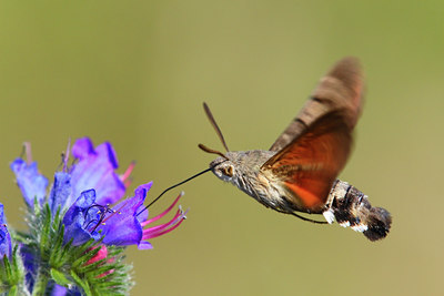 BUITEN BEELD Foto: 16834