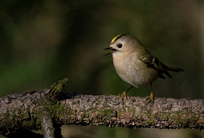 BUITEN BEELD Foto: 16902