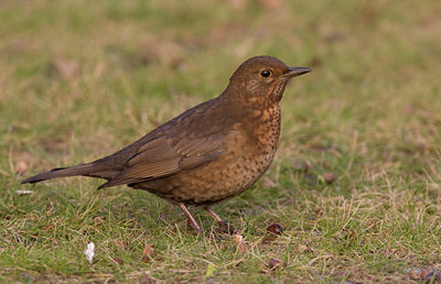 BUITEN BEELD Foto: 16916