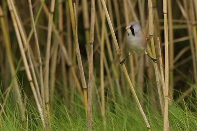 BUITEN BEELD Foto: 16918
