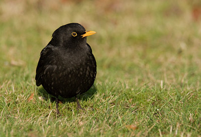 BUITEN BEELD Foto: 16920