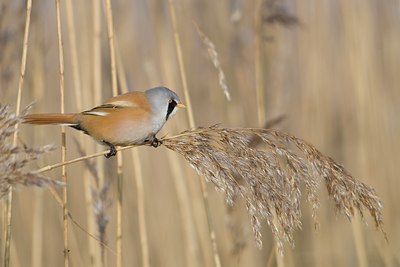 BUITEN BEELD Foto: 16930