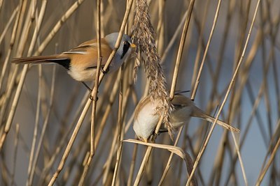 BUITEN BEELD Foto: 16933
